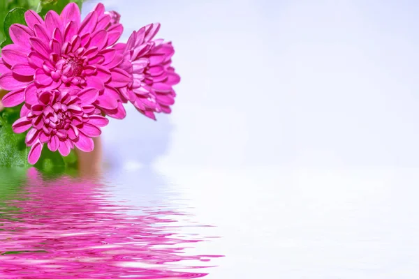 Coloridas Flores Crisantemo Sobre Fondo Del Paisaje Otoñal — Foto de Stock