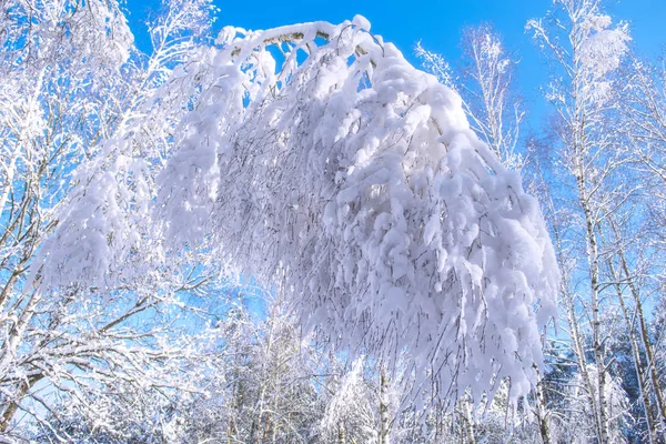 Bosque Invierno Congelado Con Árboles Cubiertos Nieve —  Fotos de Stock