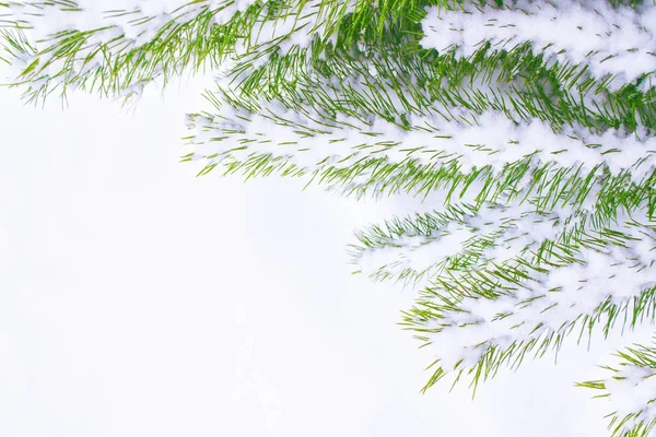 Foresta Invernale Ghiacciata Con Alberi Innevati Ramo Pino Bianco — Foto Stock