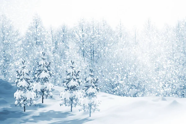 Frozen Winter Forest Snow Covered Trees — Stock Photo, Image