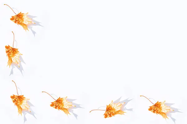 Helles Herbst Ahornblatt Auf Weißem Hintergrund — Stockfoto
