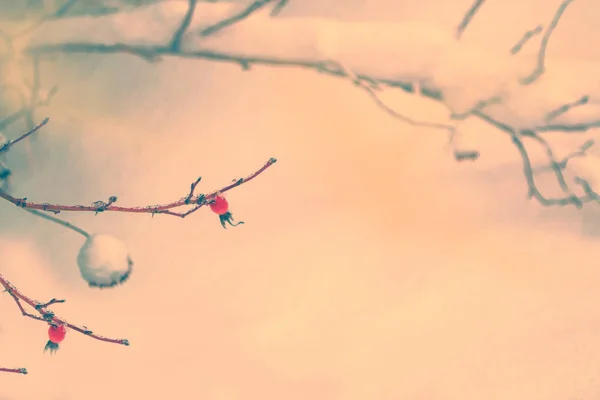 Размыто Зимний Пейзаж Ледяные Ягоды Красного Бруса — стоковое фото
