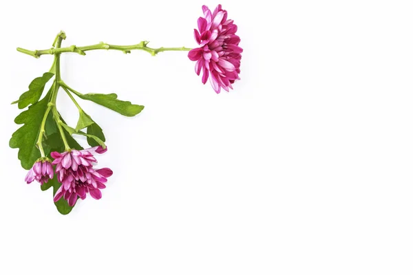 Барвисті Осінні Квіти Хризантем Білому Тлі — стокове фото
