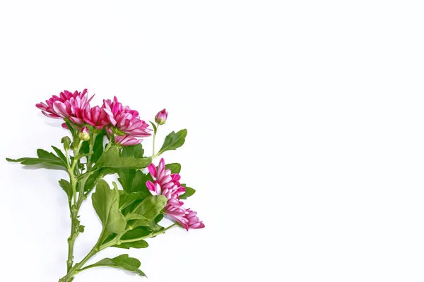 Coloridas Flores Otoñales Crisantemo Sobre Fondo Blanco — Foto de Stock