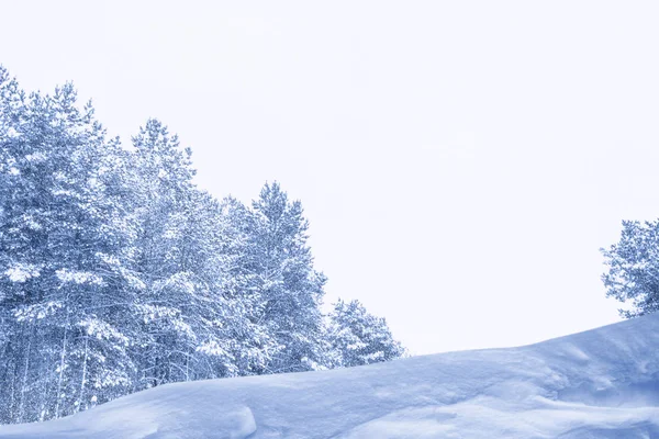 Bevroren Winterbos Met Besneeuwde Bomen — Stockfoto