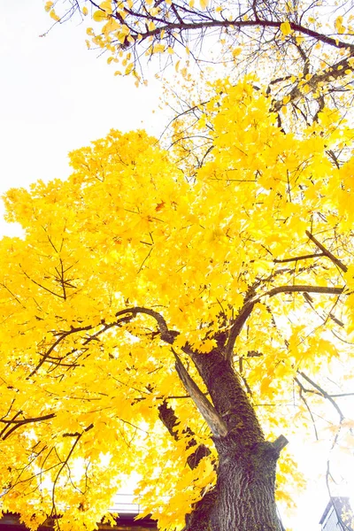 Paisagem Outono Com Folhas Coloridas Brilhantes Verão Indiano Bordo — Fotografia de Stock