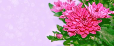 Sonbahar manzarasının arka planında renkli kasımpatı çiçekleri