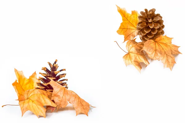 Hojas Otoño Brillantes Coloridas Sobre Fondo Blanco —  Fotos de Stock