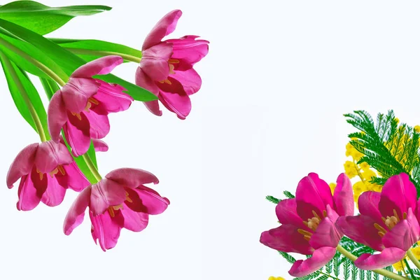 春の花チューリップは 白い背景で隔離 ミモザ — ストック写真