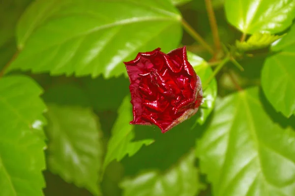 Flor Hibisco Brillante Colorida Primer Plano — Foto de Stock