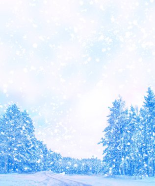 Karla kaplı ağaçlarla donuk kış ormanı.