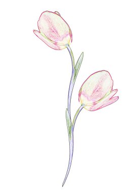 bahar çiçekleri beyaz arkaplanda izole laleler