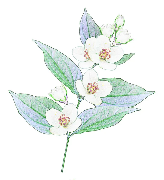 Yasemin Çiçekleri Beyaz Zemin Üzerine Izole Şubesi재 배경에 고립의 — 스톡 사진