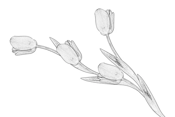 Ανοιξιάτικα Λουλούδια Τουλίπες Που Απομονώνονται Λευκό Φόντο Όμορφα Λουλούδια — Φωτογραφία Αρχείου