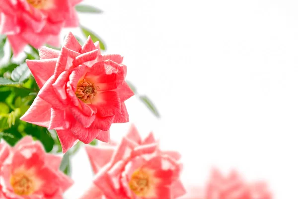 Blomsterknopper Hvit Bakgrunn – stockfoto