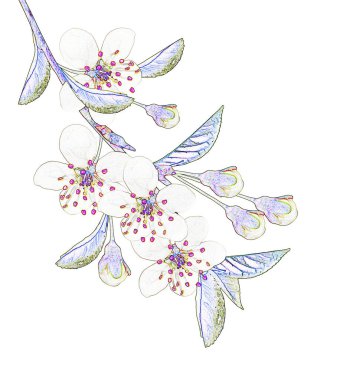 kiraz çiçekleri beyaz arka plan üzerinde izole Şubesi.