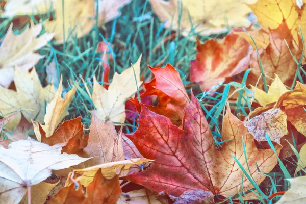 Sonbahar arkaplanı parlak renkli yapraklarla dolu. Hint Yazı.