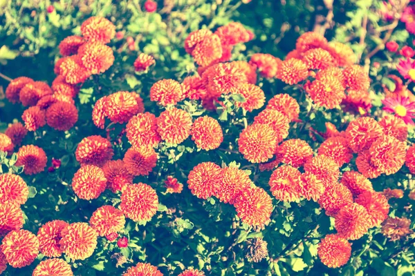 在秋山水的背景五颜六色的菊花花 — 图库照片