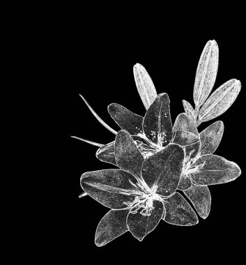 Beyaz arka plan üzerinde izole çiçek lily. Narin çiçek