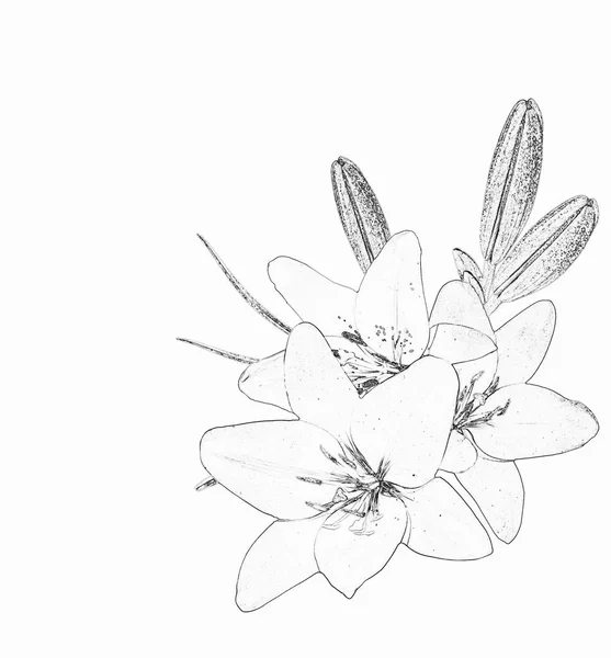 Квіткова Лілія Ізольована Білому Тлі Ніжна Квітка — стокове фото