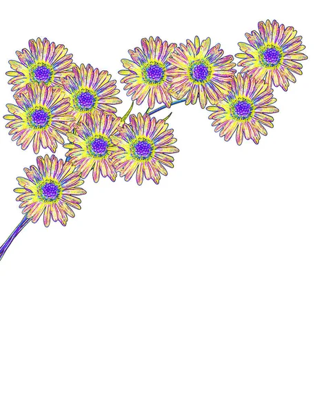 Krysantemum Isolerad Vit Bakgrund — Stockfoto
