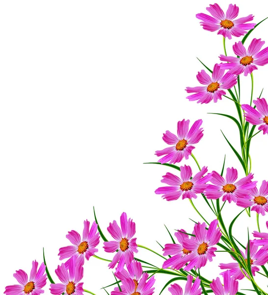 Cosmos Flores Isoladas Sobre Fundo Branco Lindas Flores Primavera — Fotografia de Stock