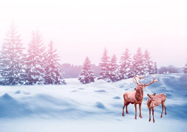 Donmuş Orman Kış Manzarası Karla Kaplı Ağaçlar Geyik — Stok fotoğraf