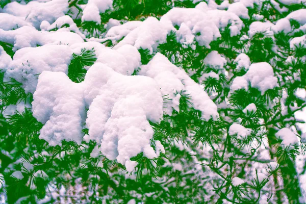 Floresta Inverno Congelada Com Árvores Cobertas Neve — Fotografia de Stock
