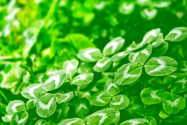 Feuilles Trèfle Vert Sur Fond Paysage Été Saint Patrick Day — Photo