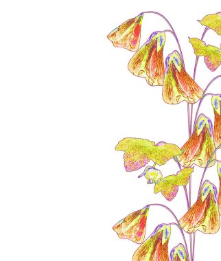 Mallow çiçekleri beyaz arkaplanda izole edilmiş