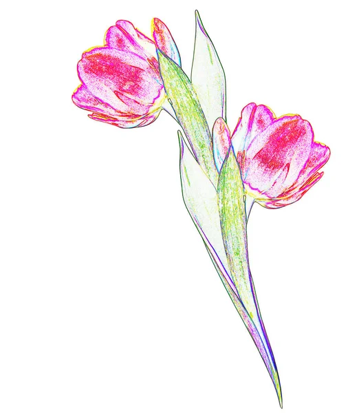 Frühlingsblumen Tulpen Isoliert Auf Weißem Hintergrund Schöne Blumen — Stockfoto