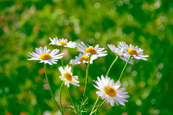 Θολή Λευκά Λουλούδια Μαργαρίτα Φωτεινή Φόντο Τοπίο Του Καλοκαιριού — Φωτογραφία Αρχείου