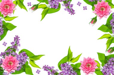 Beyaz arka plan üzerinde izole çiçek leylak bahar. gül