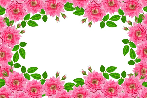 Троянди Квіткових Бутонів Білому Тлі — стокове фото