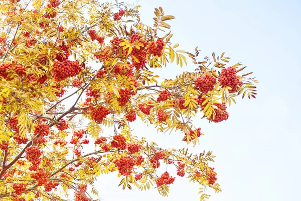 Rönnbär Sorbus Aucuparia Trädaska Höst Landskap Med Ljusa Färgglada Blad — Stockfoto