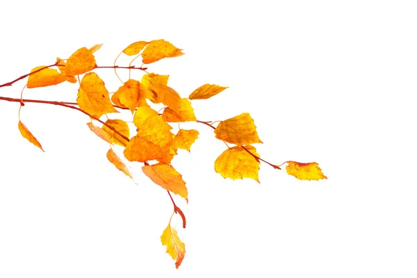 Světlé Podzimní Listí Břízy Bílém Pozadí — Stock fotografie