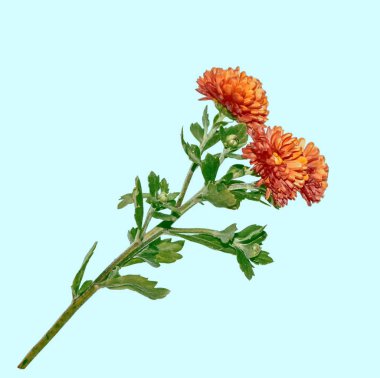 Kasımpatı sonbahar çiçeklerin parlak ve renkli arka plan