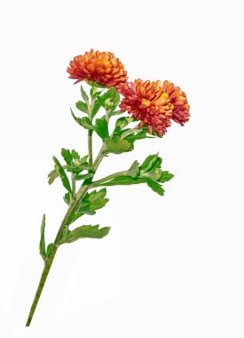 Krizantem beyaz bir arka plan üzerinde renkli sonbahar çiçekler.