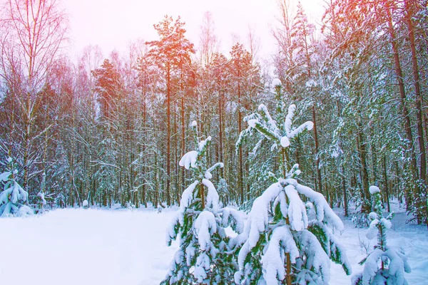 Bosque Invierno Congelado Con Árboles Cubiertos Nieve —  Fotos de Stock