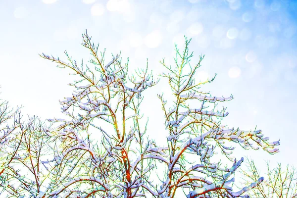 Bosque Invierno Congelado Con Árboles Cubiertos Nieve —  Fotos de Stock