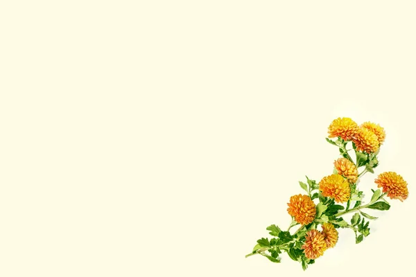 菊花的鲜艳五颜六色的秋花背景 — 图库照片