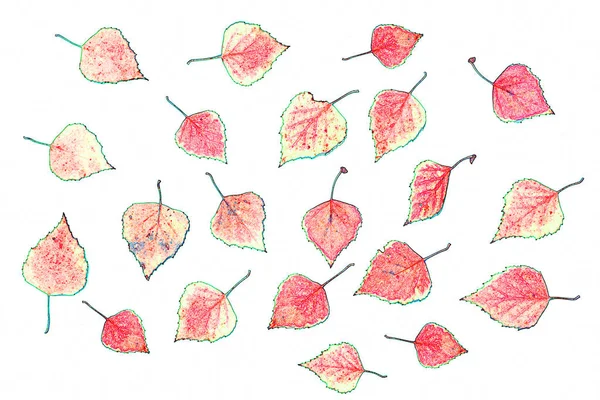 Světlé Podzimní Listí Břízy Bílém Pozadí — Stock fotografie