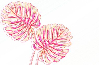 Tropik egzotik canavar yaprakları. Doğal çiçek arkaplanı.