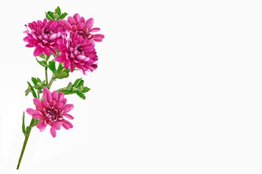 Krizantem beyaz bir arka plan üzerinde renkli sonbahar çiçekler.