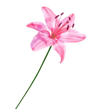 Beyaz arka plan üzerinde izole parlak lily çiçek.