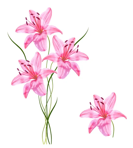 Ljusa Lily Blommor Isolerad Vit Bakgrund — Stockfoto