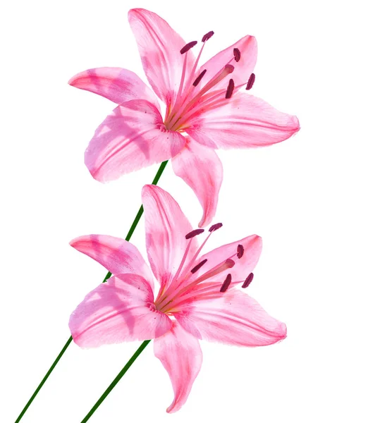 Bright Lily Flowers Isolated White Background — Stock Photo, Image