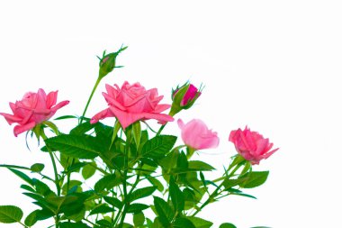 Çiçek tomurcuk gül beyaz bir arka plan üzerinde