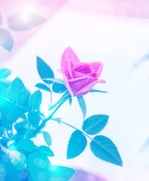 Parlak Renkli Çiçek Gülü Doğal Çiçek Arkaplanı — Stok fotoğraf