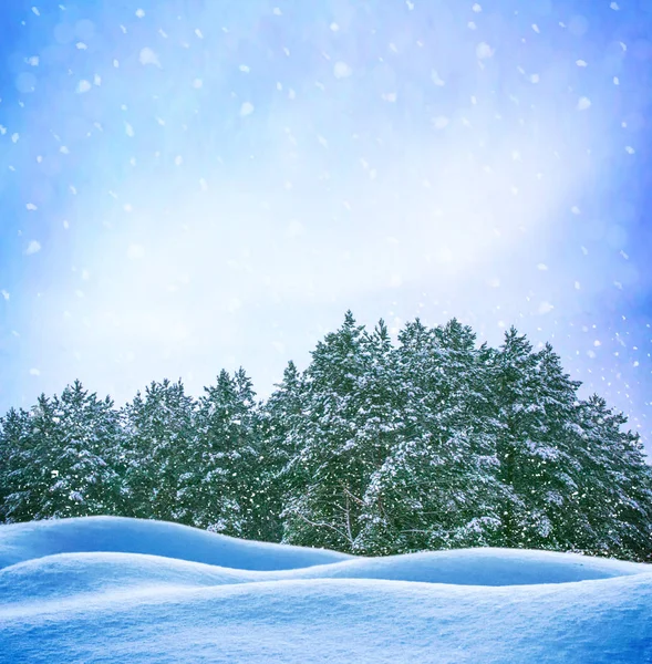 Floresta Inverno Congelada Com Árvores Cobertas Neve — Fotografia de Stock